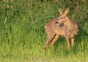 Reh - Roe Deer  (Capreolus capreolus)